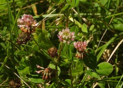 Trifolium hybridum