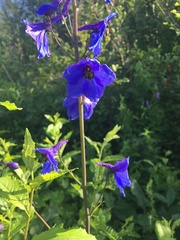 Delphinium cultorum