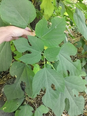 Broussonetia papyrifera