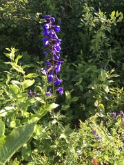 Delphinium cultorum