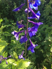 Delphinium cultorum