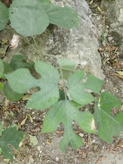 Broussonetia papyrifera