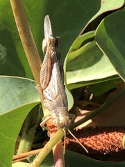Melanoplus herbaceus