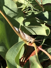 Melanoplus herbaceus