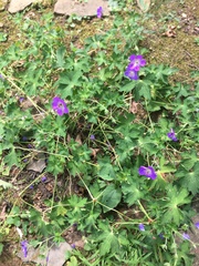 Geranium palustre