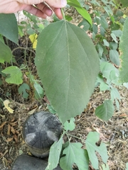 Broussonetia papyrifera