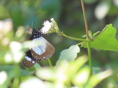 Amauris ochlea ochlea