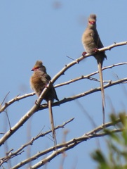 Urocolius indicus transvaalensis