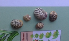 Theodoxus fluviatilis