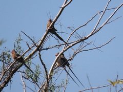 Urocolius indicus transvaalensis