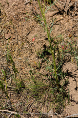 Ipomopsis aggregata aggregata