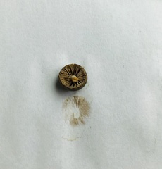Phaeonematoloma myosotis