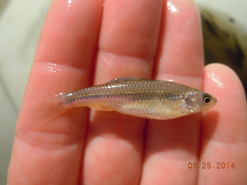Plains Sand Shiner