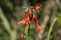 Ipomopsis aggregata aggregata