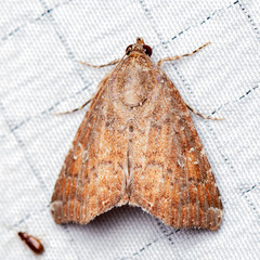 Amyna bullula