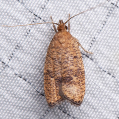 Psilocorsis quercicella