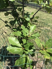 Quercus bicolor