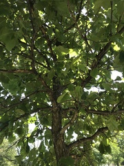 Quercus bicolor