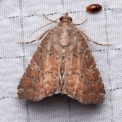 Amyna bullula