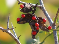 Abrus precatorius africanus