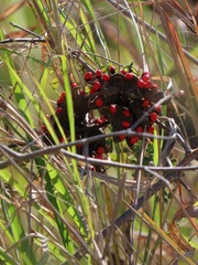 Abrus precatorius africanus