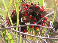 Abrus precatorius africanus