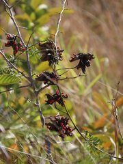 Abrus precatorius africanus