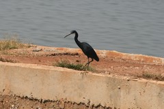 Egretta gularis