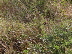 Abrus precatorius africanus