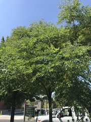 Gymnocladus dioicus
