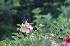 Cinnyris coccinigastrus