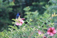 Cinnyris coccinigastrus