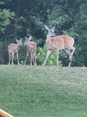 Odocoileus virginianus