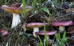 Russula mendocinensis