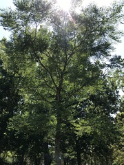 Gymnocladus dioicus