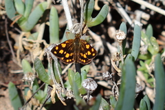 Metisella metis