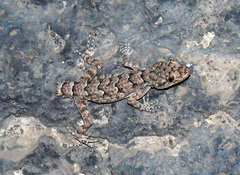 Mediodactylus