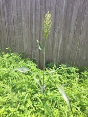 Sorghum