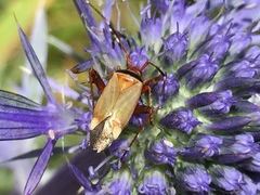 Adelphocoris vandalicus