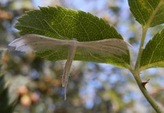 Pterophorus pentadactyla