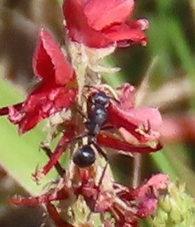 Camponotus liogaster