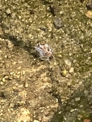 Prenolepis imparis