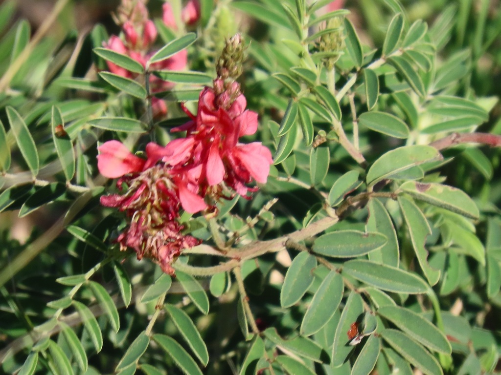 Indigofera williamsonii