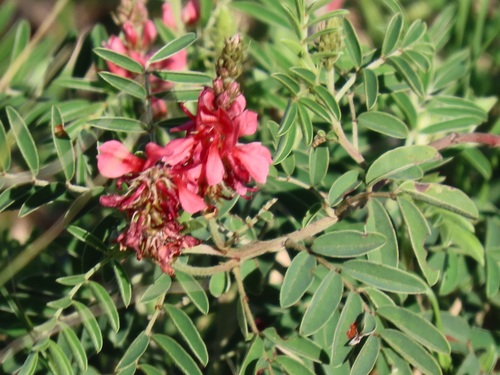 Indigofera eriocarpa