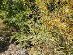 Salix melanopsis