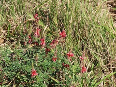 Indigofera williamsonii