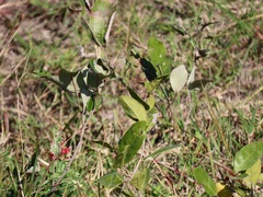 Indigofera williamsonii