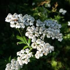 Achillea macrophylla