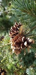 Pinus parviflora