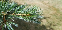 Pinus parviflora
